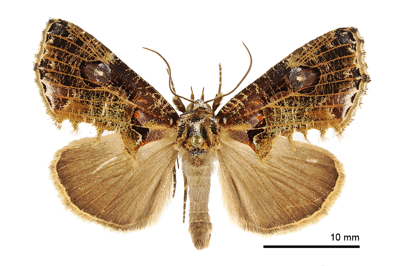 Pilipectus taiwanus Male
